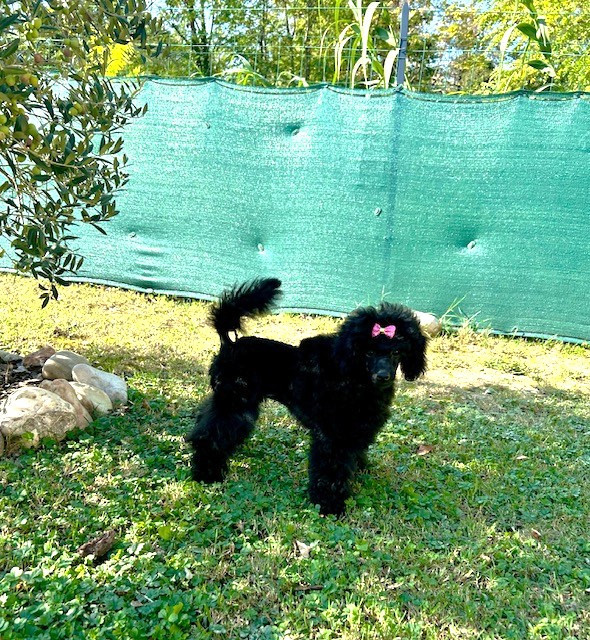 Amaia black du clos chanturgue