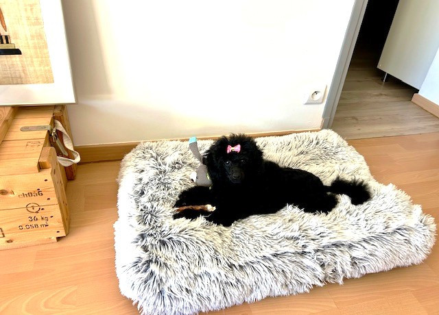 AMAIA BLACK du clos Chanturgue